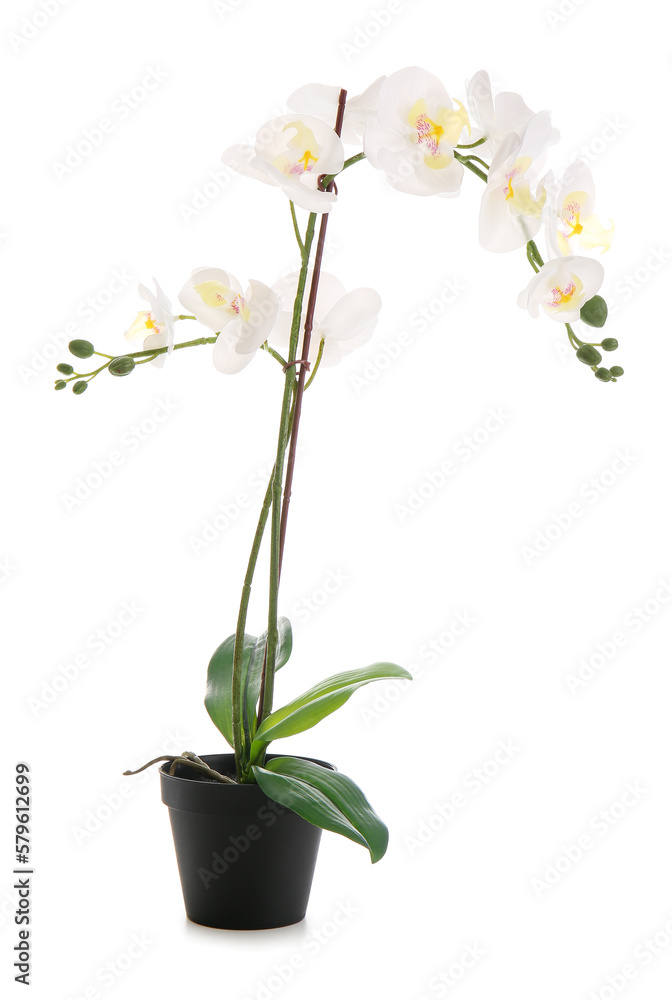 Pot with beautiful orchid flower on white background