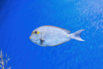 Wall Mural - Underwater shot of fish Acanthurus mata