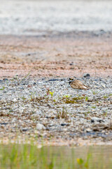 Poster - Plover bird standing on a beach