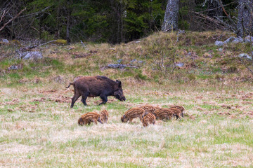 Poster - Wild boar sow with piglets on a grass meadow