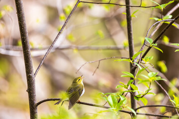 Canvas Print - Wood warbler singing in a lush woodland at spring