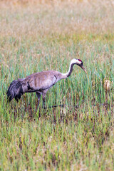 Canvas Print - Crane walking in a swamp