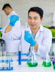 Wall Mural - Asian professional male scientist researcher in white lab coat and rubber gloves sitting holding dropper dropping reagent into sprout seedling vegetable sample in test tube on laboratory table