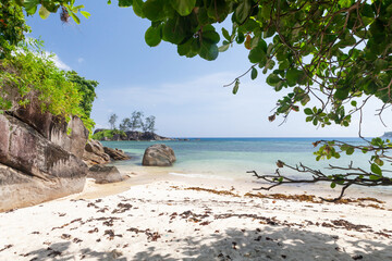 Wall Mural - Tropical beach with palm trees