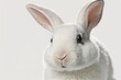  a white rabbit with a black nose and ears looking at the camera with a sad look on its face, with a white background and white backdrop.  generative ai