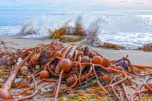 Bull Kelp Seaweeds Washed Up On Malibu Beach, California
