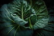© RocknRoller Studios - Premium Close up shot of Collard greens. Vegetable themed, healthy eating concept. Generative AI.