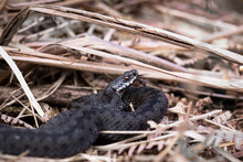Close-up Of Black Snake On Dry Plants At Forest