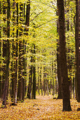 Wall Mural - Golden autumnal forest with sunbeams