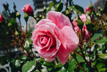 Beautiful Pink Rose Flower On Garden Background