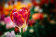 © Cavan Images - Beautiful tulips flower in floral field in spring