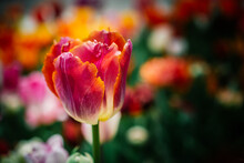 Beautiful Tulips Flower In Floral Field In Spring