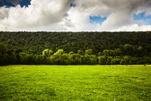 Scenic View Of Trees Growing On Green Landscape Against Cloudy Sky In Forest