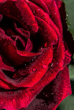 Gentle Red Rose With Drops Of Dew On Floral Background