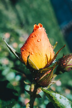 Gentle Rosebud With Drops Of Dew On Floral Background