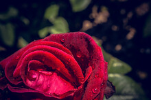 Gentle Rose With Drops Of Dew On Floral Background