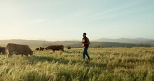 Cow Farmer, Tablet And Walking Man In Countryside Field, Environment Grass Or Brazil Agriculture Landscape. Farming Worker, Technology And Cattle Livestock In Meat, Beef Food Or Dairy Industry Export