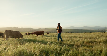 cow farmer, tablet and walking man in countryside field, environment grass or brazil agriculture lan