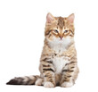 Siberian cat isolated on transparent white