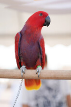 Electus Macaw Parrot Standing On A Branch.