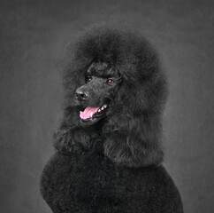 Wall Mural - Sitting black standard poodle