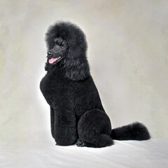 Wall Mural - Sitting black standard poodle