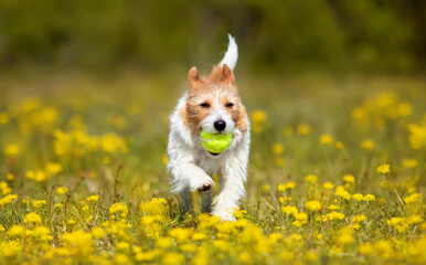 Wall Mural - Playful happy cute dog puppy running, playing with a toy in the yellow flowers. Spring, summer walking, pet love background.