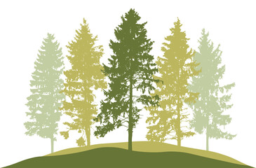 Wall Mural - Spring season, silhouette of spruce trees. Beautiful nature, woodland. Vector illustration