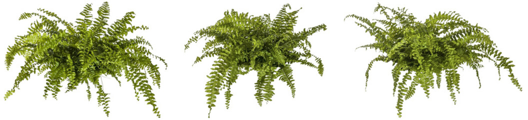 set / selection of green leaves of fern plant isolated on a transparent background - png - image com