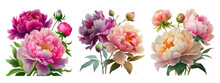 Beautiful Peony Flowers Isolated On A Transparent Background. Generative AI