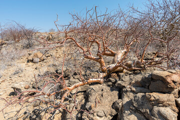 Wall Mural - desert tree survival