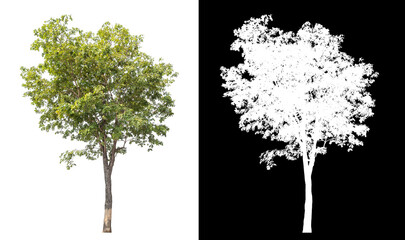 Single tree with clipping path and alpha channel on black background.