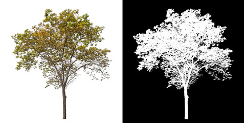 Poster - Single tree with clipping path and alpha channel on black background.