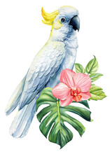 Cockatoo Parrot, Beautiful Tropical Bird Flowers And Palm Leaf Watercolor Illustration, Isolated White Background