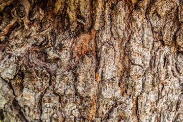 Detailed background of tree bark