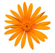 orange gerbera flower detail from top on white