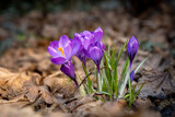 Fototapeta Tulipany - Fioletowe wiosenne krokusy na tle.