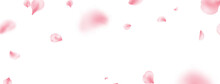 Sakura Petal Spring Blossom On White Banner. Flower Flying Background. Beauty Spa Product Frame. Pink Rose Composition. Valentine Romantic Card. Light Delicate Pastel Design. Vector Illustration