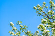 © Galina Atroshchenko - Blooming apple tree branch in garden on blue sky background. Spring cherry flowers close up.