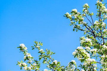 blooming apple tree branch in garden on blue sky background. spring cherry flowers close up.