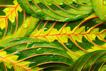 Wall Mural - dewy detail of tropic plant leaves - maranta fascinator plant