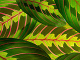 Fototapeta  - the detail of tropic plant leaves - maranta fascinator plant