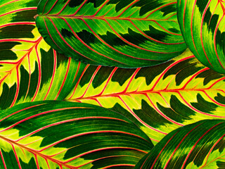 Wall Mural - the detail of tropic plant leaves - maranta fascinator plant