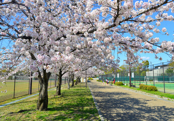 Wall Mural - Cherry blossom (sakura) in Kyoto, Japan