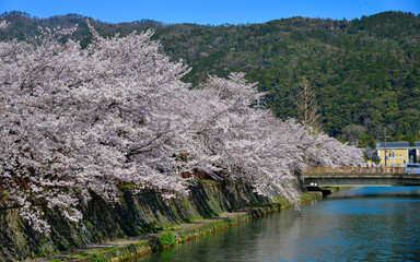 Wall Mural - Cherry blossom (sakura) in Kyoto, Japan