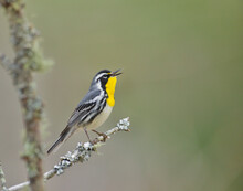 Yellow-throated Warbler, Setophaga Dominica, Male Singing In Natural Setting During Spring Courtship And Migration Season