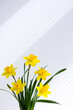 Hello spring, summer flowers background concept with sunlight rays. Close up of beautiful  bunch of yellow blossoming narcissus flowers in white vase on white nature background with space for text.