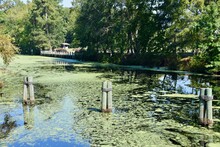 Swamp Water With Green Algae Floating. Wooden Posts And Trees In The Background. Blue Skies Above. Great Dismal Swamp, USA. 