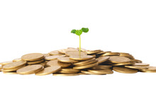 Green Plant Grow From Gold Coins. Money Financial Concept In PNG Isolated On Transparent Background