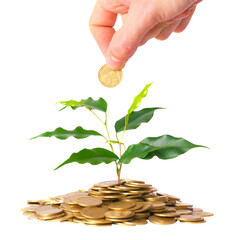 Hand and green tree grow from pile of gold coins. Money financial concept in PNG isolated on transparent background